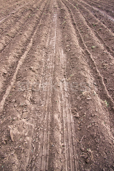 Ploughed earth Stock photo © timbrk
