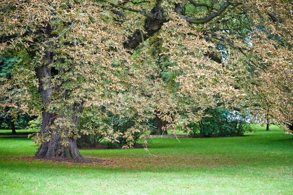 Autumn park Stock photo © timbrk