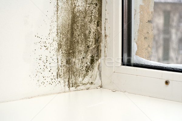 Mucegai perete fereastră distrugere organic problema Imagine de stoc © timbrk