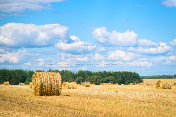 Haystacks in the field Stock photo © timbrk