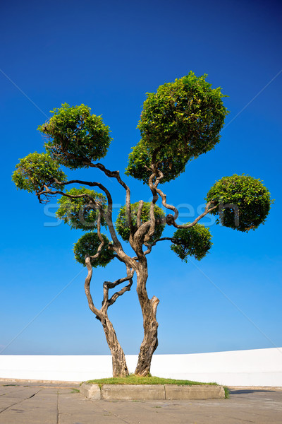 Devious tree Stock photo © timbrk