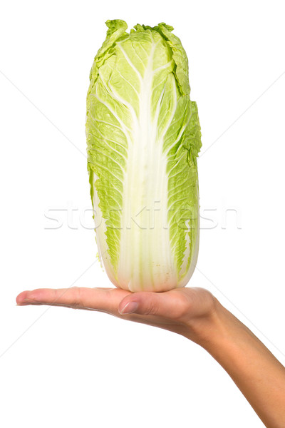 Hand with a cabbage Stock photo © timbrk