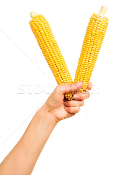 Two ears of corn Stock photo © timbrk