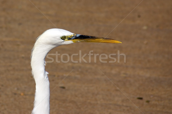 Head of Egret Stock photo © timbrk