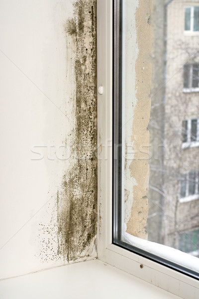 Húmedo pared ventana destrucción orgánico problema Foto stock © timbrk