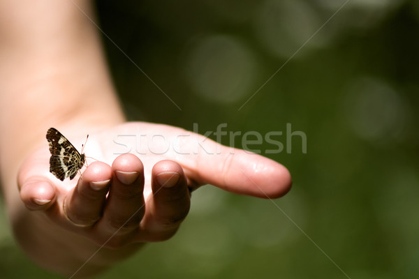 Butterfly in a hand Stock photo © timbrk