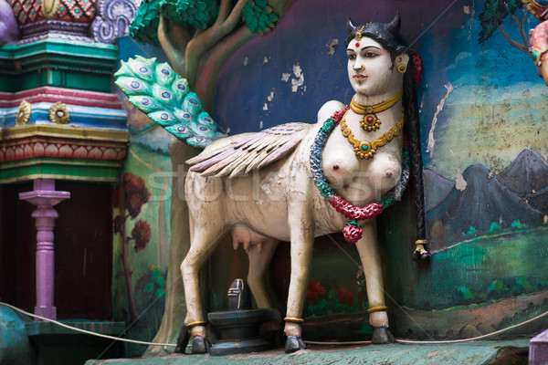 Hindu sacred cow Stock photo © timbrk