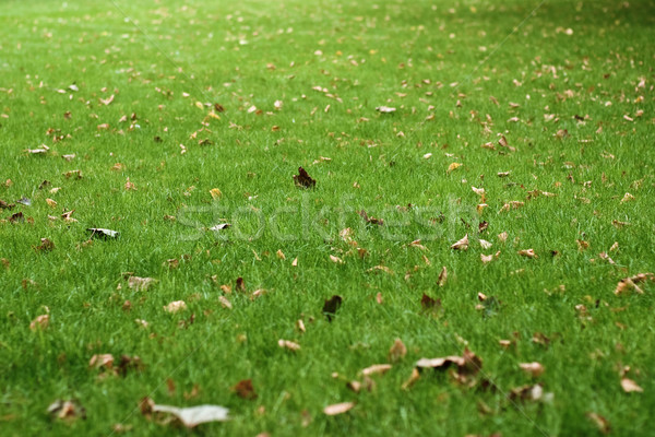 Withered leaves Stock photo © timbrk