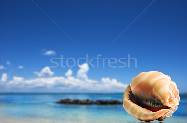 Stock photo: a Beautiful perfectly shaped sea shell on the sandy beach