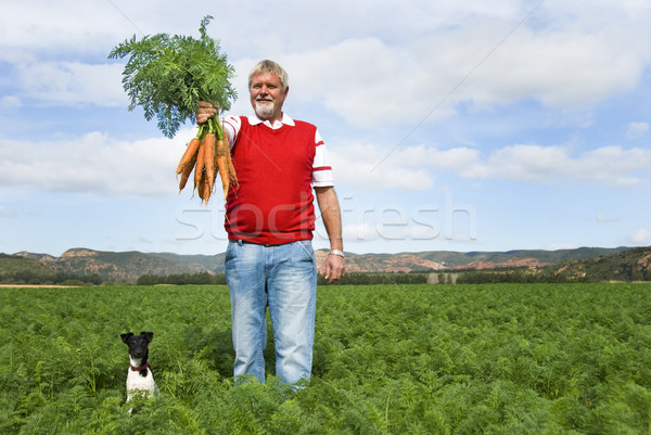 Stockfoto: Wortel · landbouwer · veld · boerderij · gras · gezondheid