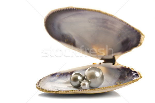 Beautiful pearls in a seashell Stock photo © tish1