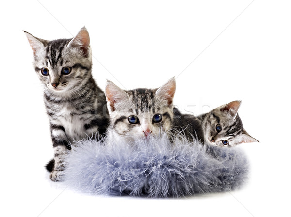 Adorable little kittens from the same litter Stock photo © tish1