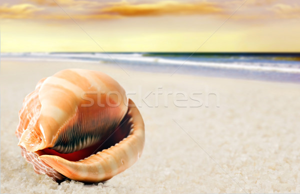 Gyönyörű alakú tenger kagyló homokos tengerpart tengerpart Stock fotó © tish1