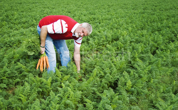 Carrot farmer in a carrot field on a farm Stock photo © tish1