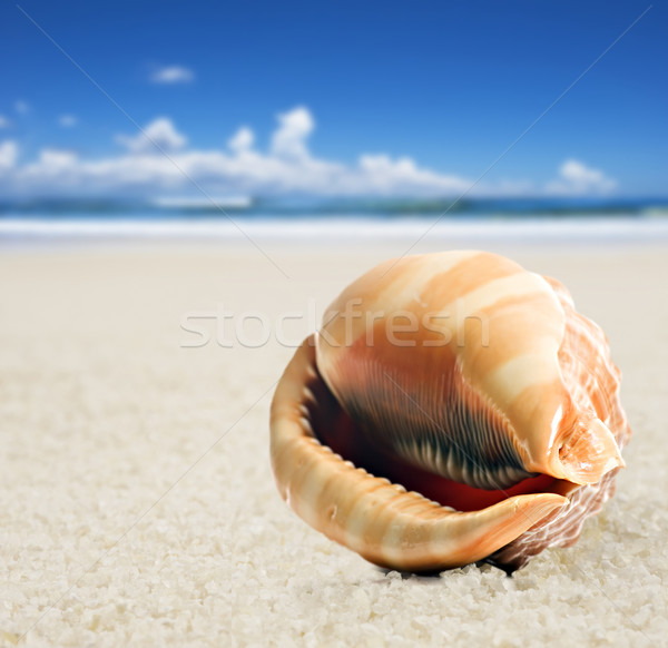 a Beautiful perfectly shaped sea shell on the sandy beach Stock photo © tish1