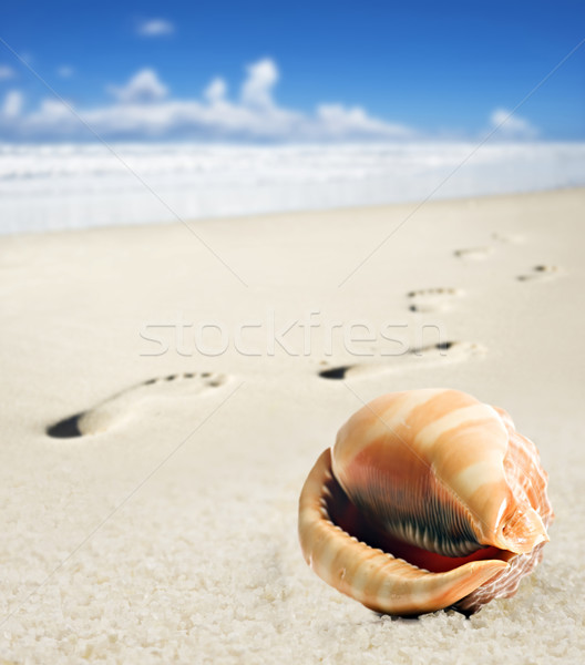 Sea shell and foot prints on a sandy beach Stock photo © tish1