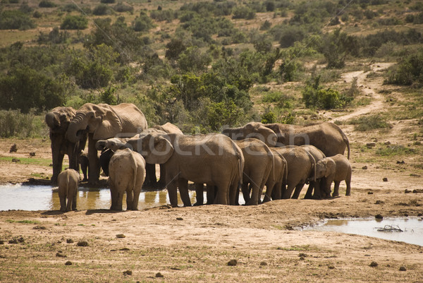 Elephant herd at water hole Stock photo © tish1