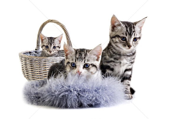 Aanbiddelijk weinig kittens huis baby portret Stockfoto © tish1