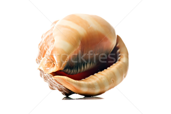 Perfect beautiful sea shell on white background Stock photo © tish1