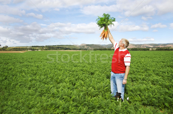 Carrot farmer in a carrot field on a farm Stock photo © tish1