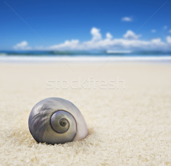 a Beautiful perfectly shaped sea shell on the beach Stock photo © tish1
