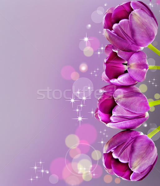 Dark pink tulips in background Stock photo © tish1