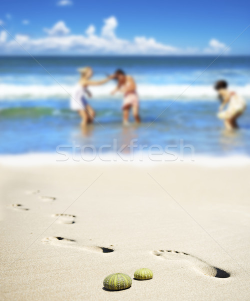Sea urchin shells on the beach with three young women in the background Stock photo © tish1
