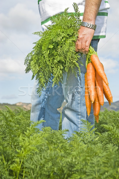 Zanahoria agricultor campo granja hierba salud Foto stock © tish1