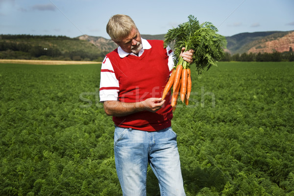 Stock photo: Carrot farmer in a carrot field