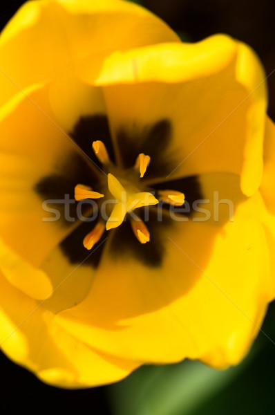 Stock photo: Single tulip flower