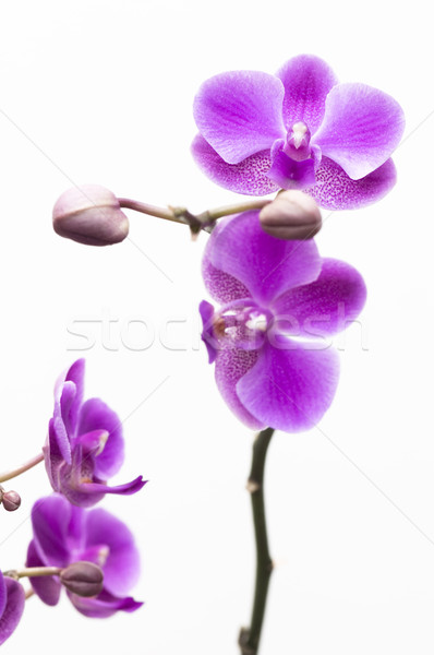 Orchidee bloem geïsoleerd witte roze natuur Stockfoto © tito