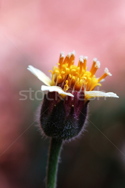 Tonen bloem achtergrond najaar witte Geel Stockfoto © tito