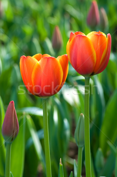 Piros tulipán virágok részlet kilátás rózsaszín Stock fotó © tito
