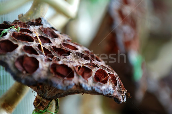 Dried lotus seed head Stock photo © tito