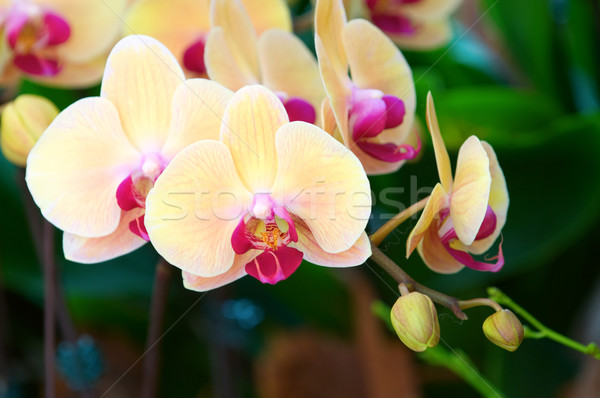 Foto stock: Amarillo · dama · zapatilla · orquídeas · primavera · flor