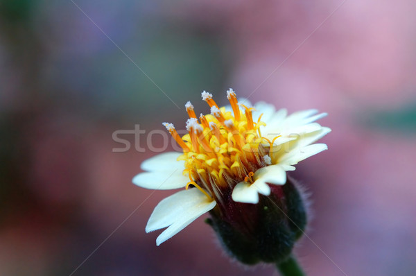 Road flower Stock photo © tito
