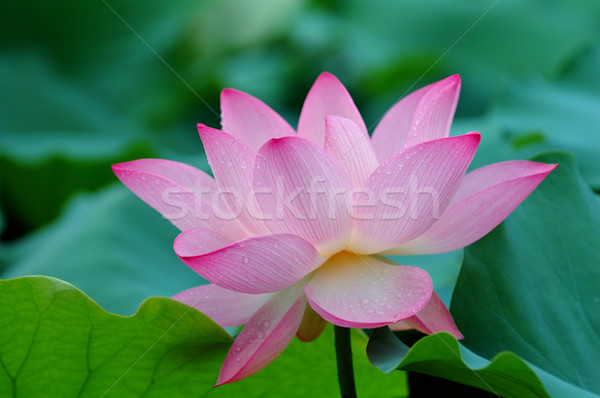 Closeup of blooming lotus flower Stock photo © tito