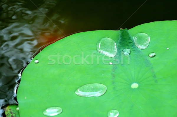 Water drops on lotus pad (leaf) Stock photo © tito