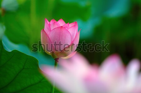 Pink lotus flower Stock photo © tito