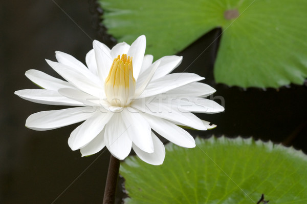 White water lilies Stock photo © tito