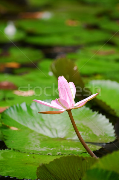 Roze water lelie detail bloem Stockfoto © tito