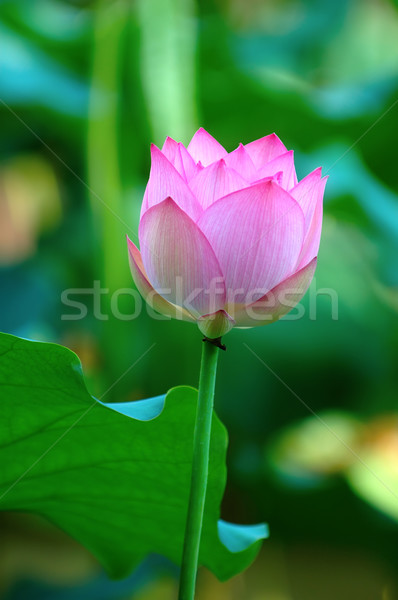 Pink lotus flower Stock photo © tito