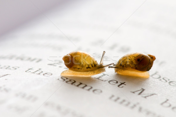 Stock photo: Small snails