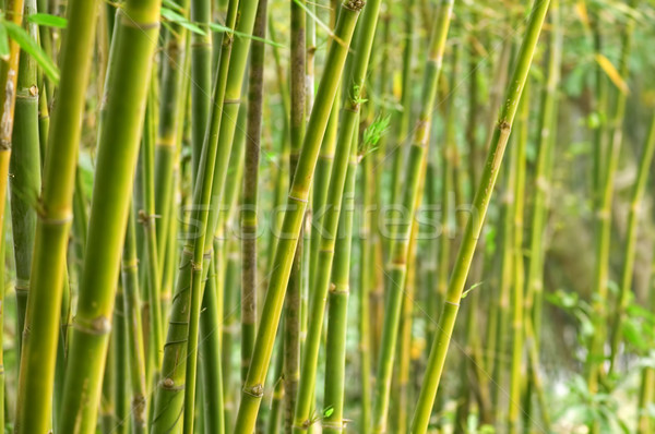 Bamboe groene tuin boom hout abstract Stockfoto © tito
