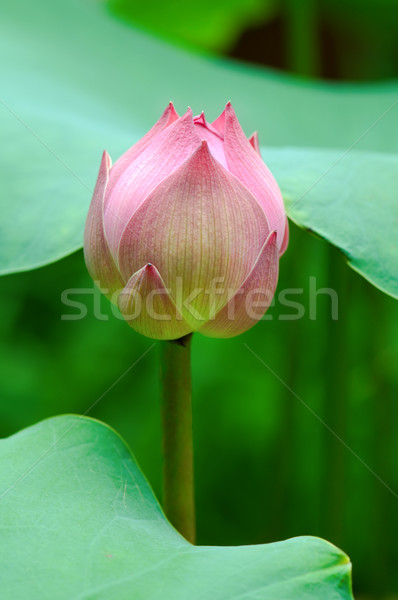 Stock photo: Lotus flower