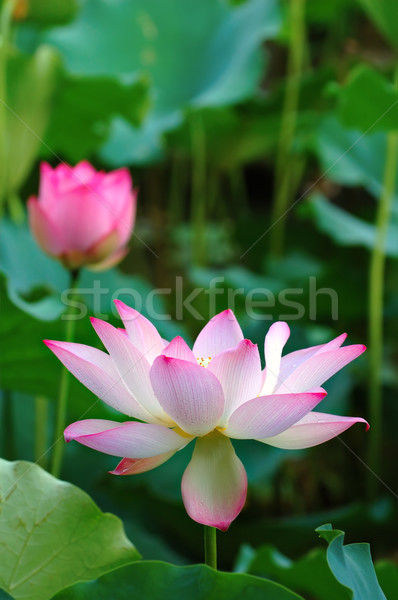 Lotus bloemen groene bladeren voorjaar Stockfoto © tito