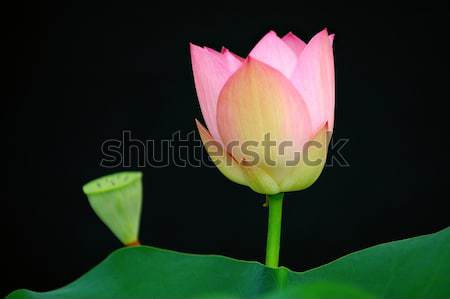 Lotus flower over black Stock photo © tito