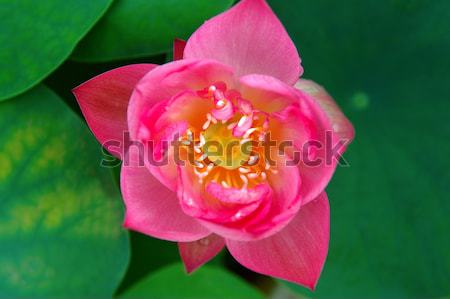 Top view of lotus flower Stock photo © tito