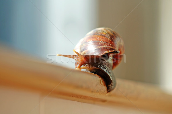 Stock photo: A slithered snail