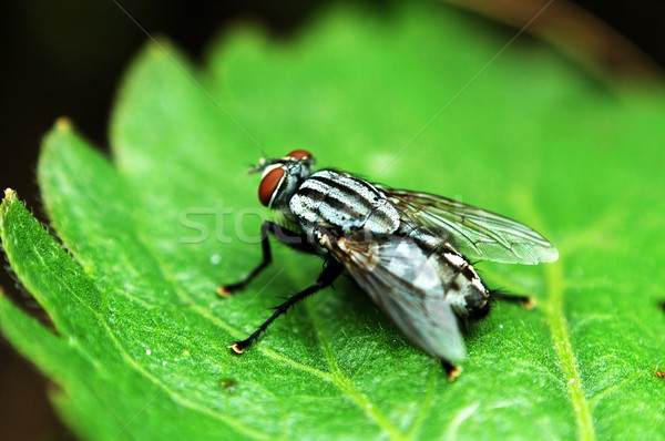Rood oog vliegen sluiten shot groen blad Stockfoto © tito